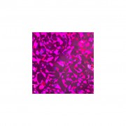 Transfer foil Hologram Fushia Crunch 1.5m Transfer foil Hologram Fushia Crunch 1.5m
